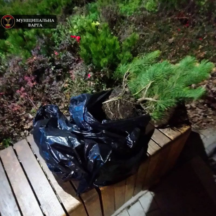У Києві жінки викрали саджанці дерев в п…