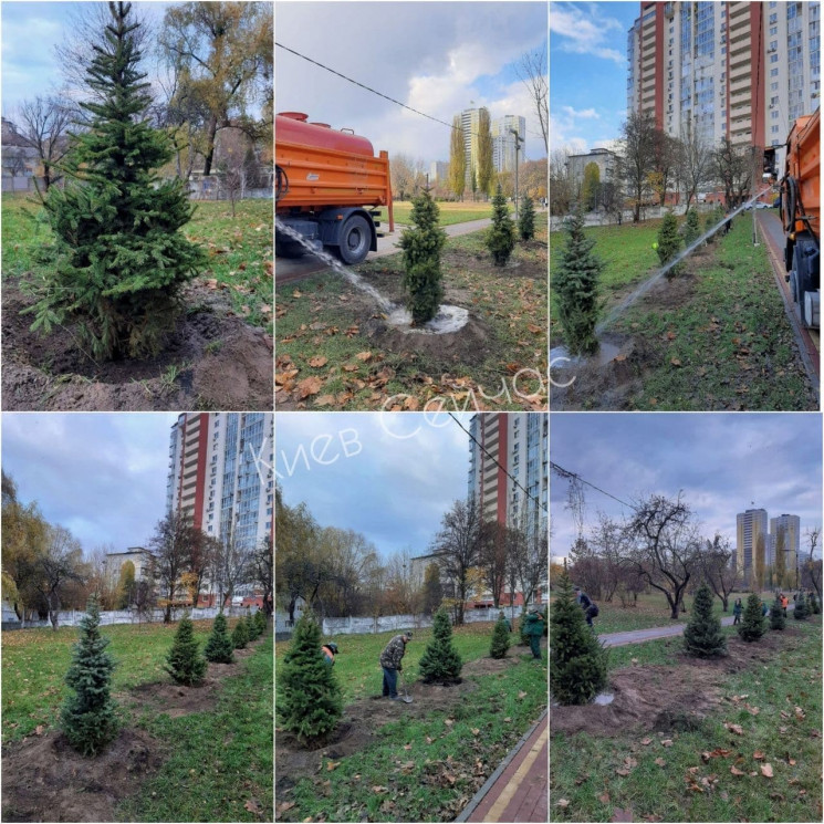 У Києві в парку Орлятко висадили молоді…
