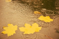 Погода на суботу: У Вінниці обіцяють дощ…