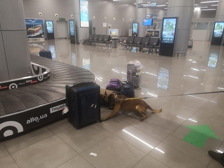 В одеському аеропорту службовий собака з…
