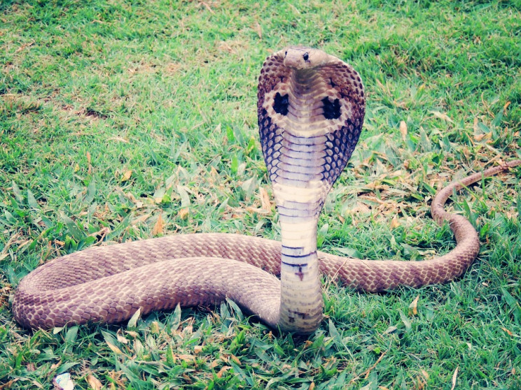 На Сумщині знайшли найотруйнішу змію на…
