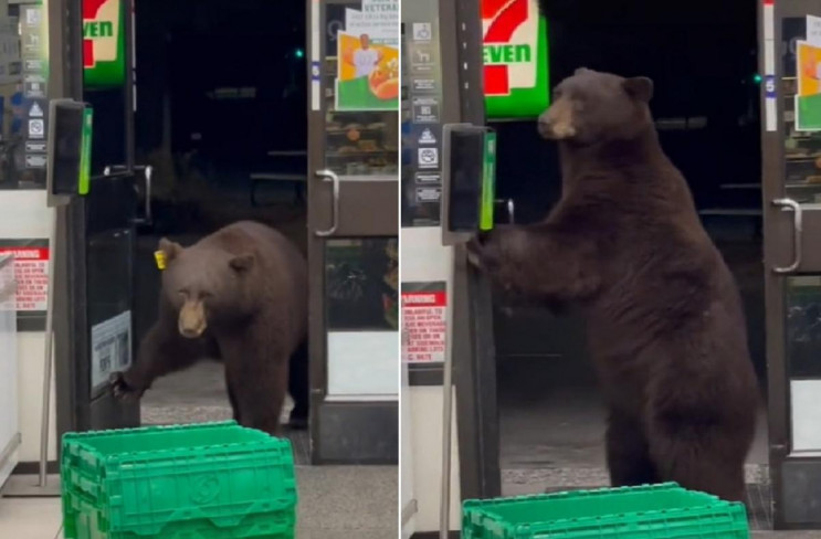 В США медведь вломился в магазин, предва…