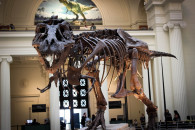 В США палеонтологи потратили 60 лет, что…