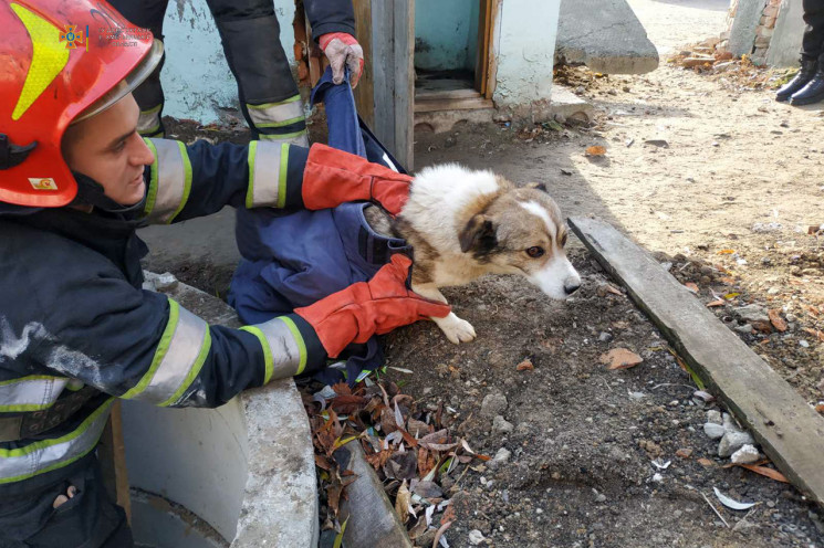 У Чемерівцях рятували пса, що впав у кол…