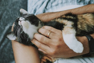 Алергія на котів: Що робити, аби не розл…