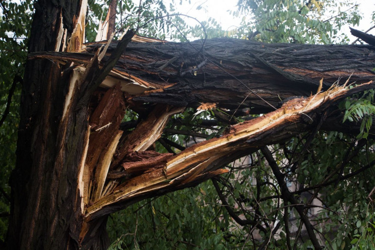 На Харківщині зламане буревієм дерево вб…