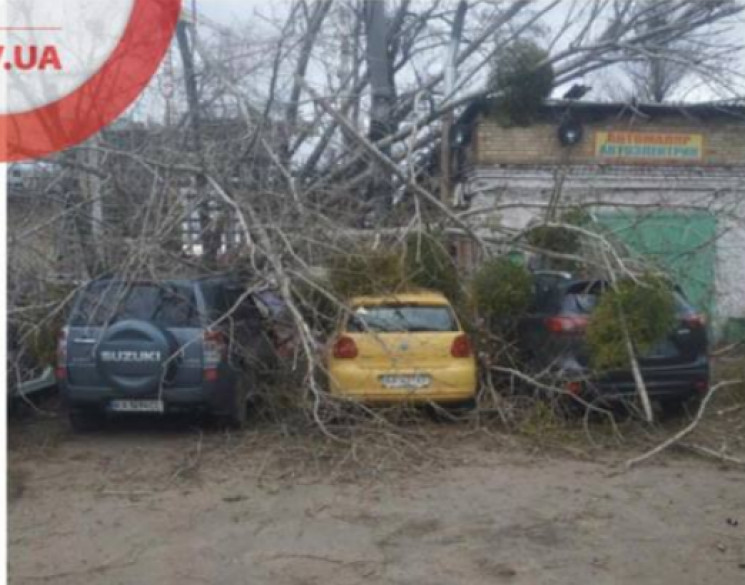 В Киеве дерево упало на СТО и разбило ма…