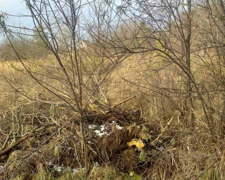 Самозахват землі, знищення дерев та втеч…