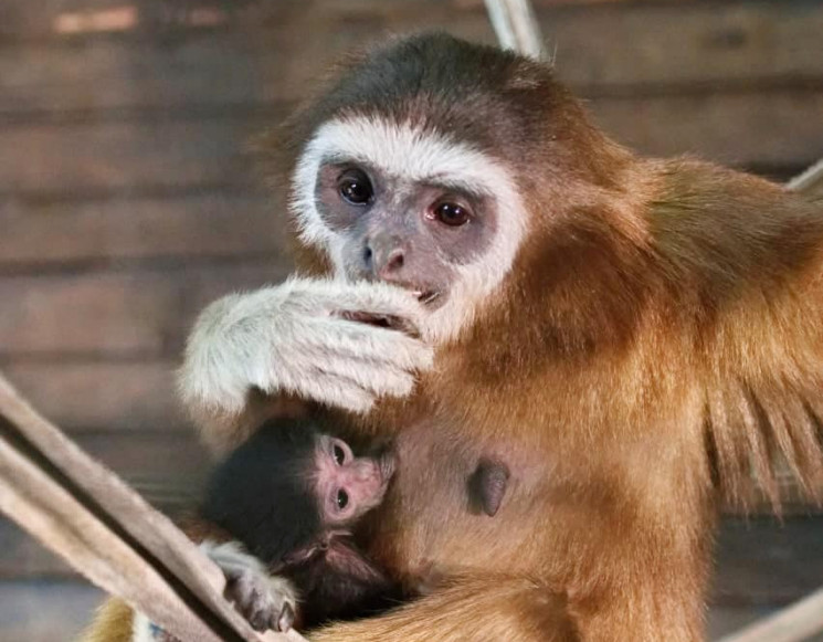 В Харкові вперше народився гібон, мавпен…