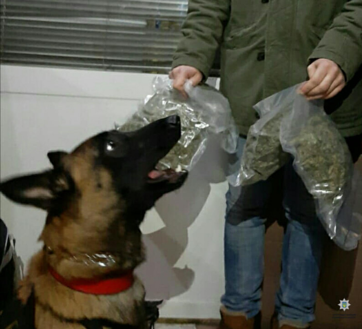 Какие наркотики собаки Какие наркотики собаки наркоши под спайсом