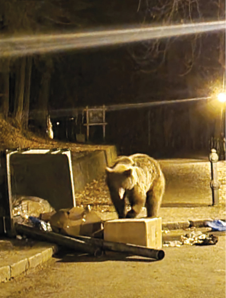 Медведица напала на украинцев в Румынии…