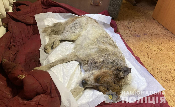 На Полтавщині чоловік побив свою собаку…