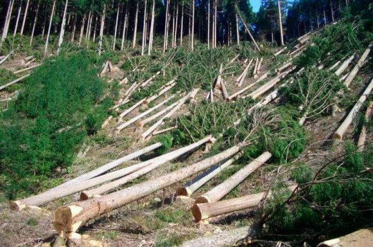 Незаконна вирубка лісу: Під Харковом "ті…