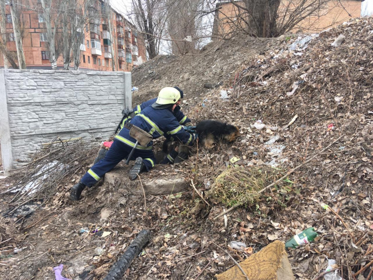 На Дніпропетровщині врятували собаку, що…