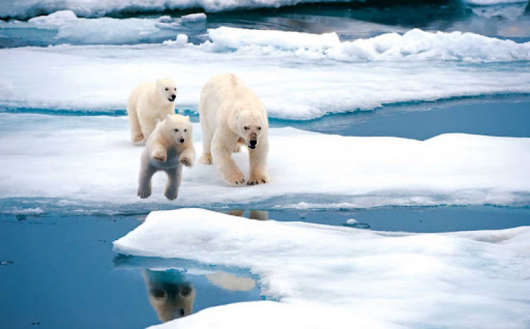 В Арктике зафиксировали рекордное потепл…