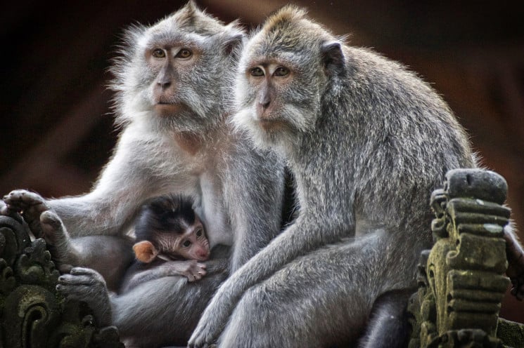 В Індії мавпи масово вбивають цуценят і…