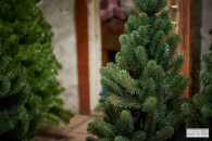 Долговечная новогодняя елка: Как в Запор…