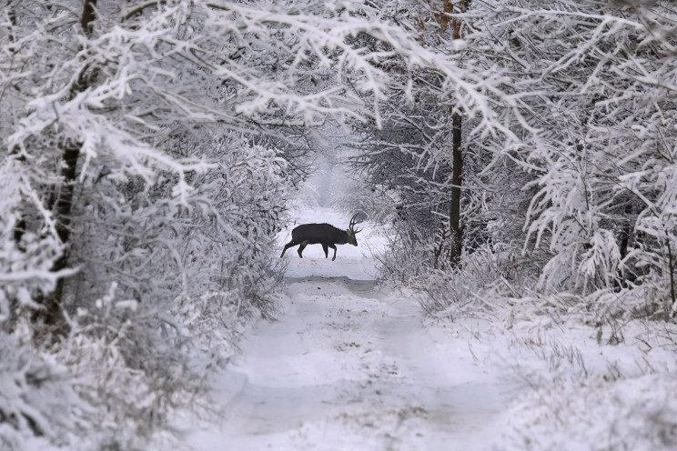 Запорожский фотограф показал оленей на з…
