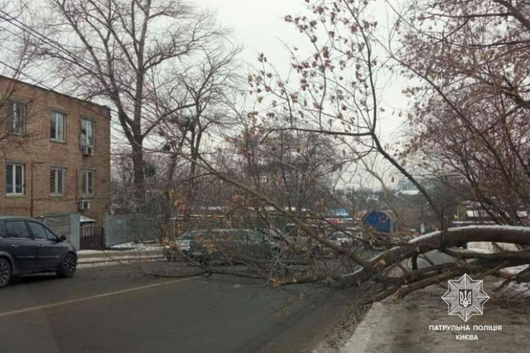 В Киеве дерево заблокировало движение по…