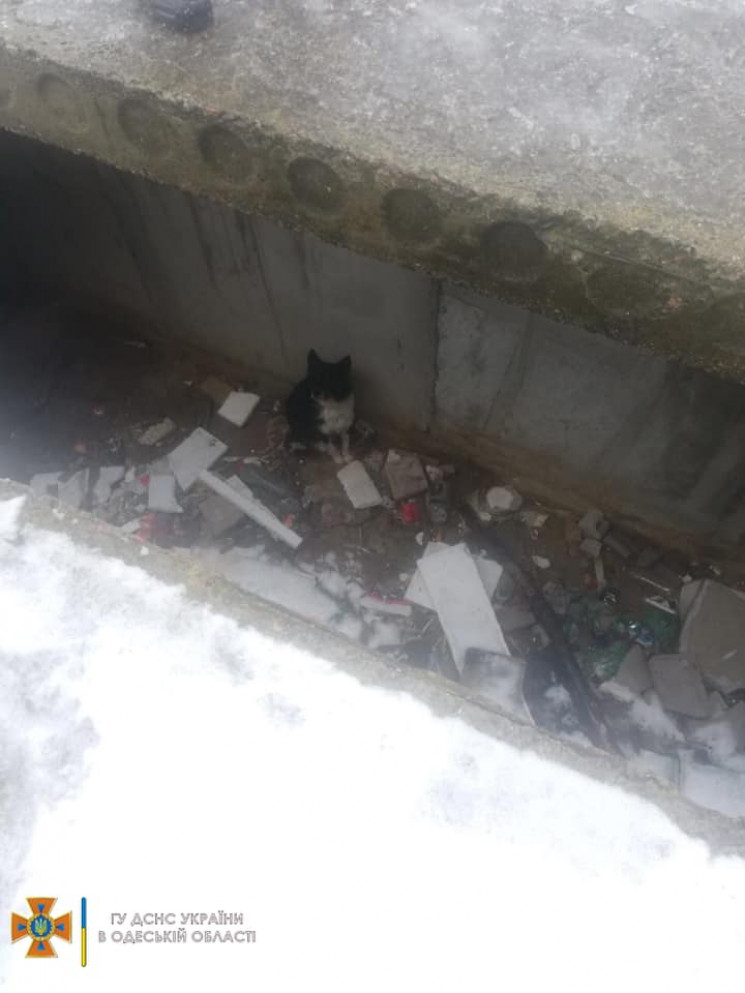 В Одеській області врятували собаку…