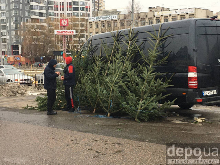 Мерія закликає мешканців купувати хвойні…