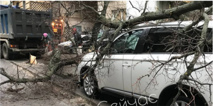 У Києві опале дерево привалило припарков…