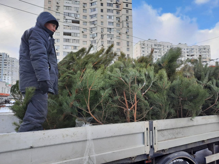 У Києві знесли 30 незаконних ялинкових б…