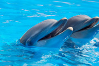 Вчені знайшли у дельфінів такий же стате…