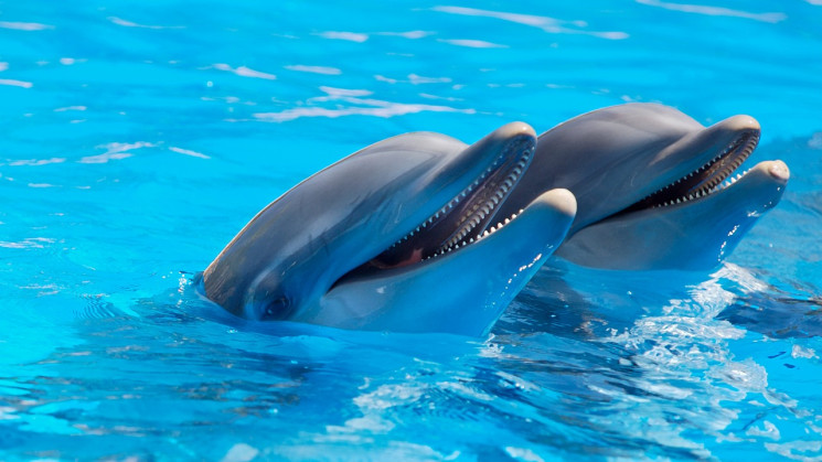 Вчені знайшли у дельфінів такий же стате…