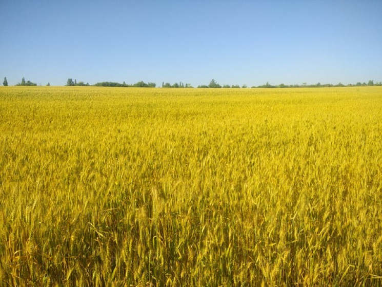 Директори, чиновники, безробітні і нарде…