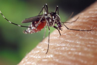 На запорожском курорте на борьбу с комар…