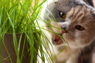 Чем нельзя кормить кошек: Советы фелинол…