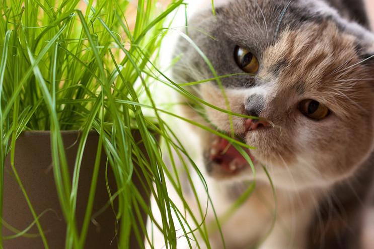 Чим не можна годувати котів: Поради фелі…