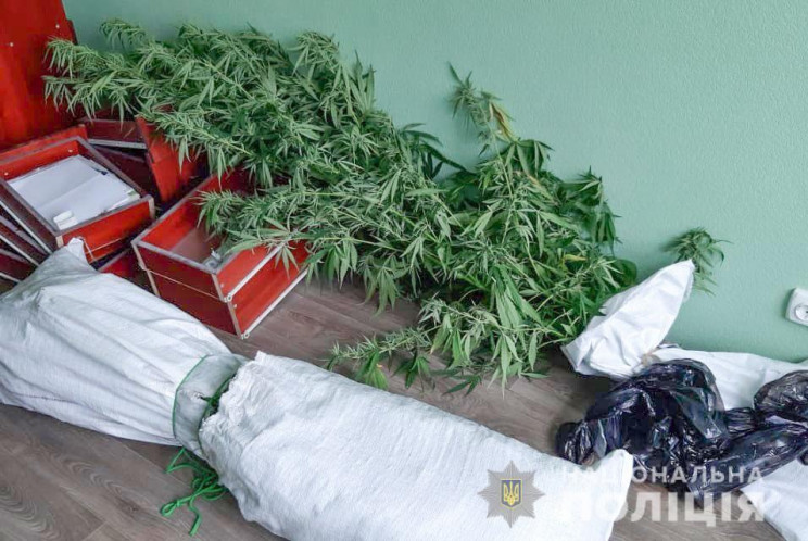 Поліція Полтавщини зібрала урожай конопе…
