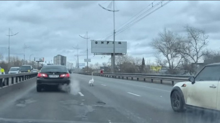 Новенький и неопытный водитель: В Киеве…