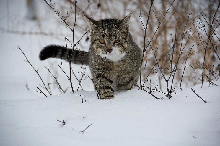 Ученые рассказали, почему коты уходят из…