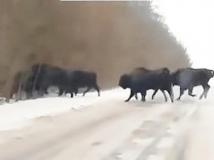 Вінницькі зубри стали зірками соцмереж:…