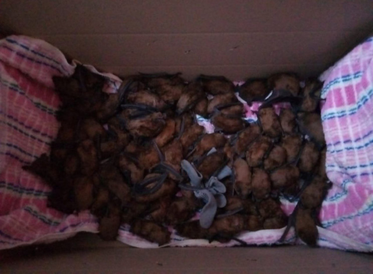Врятованих у Дніпрі 700 кажанів оселили…