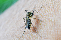 Вчені дізналися, чому комарі кусають не…