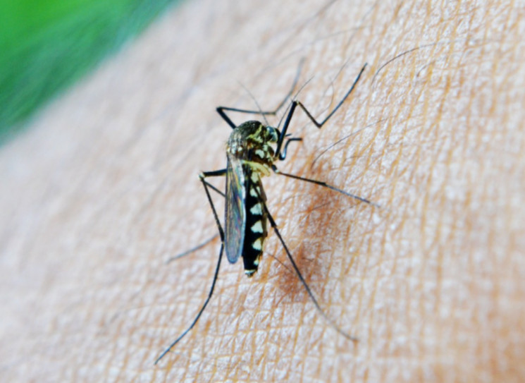 Вчені дізналися, чому комарі кусають не…