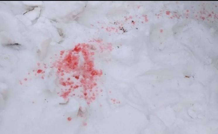 У Києві в Гідропарку знайшли мертвих соб…