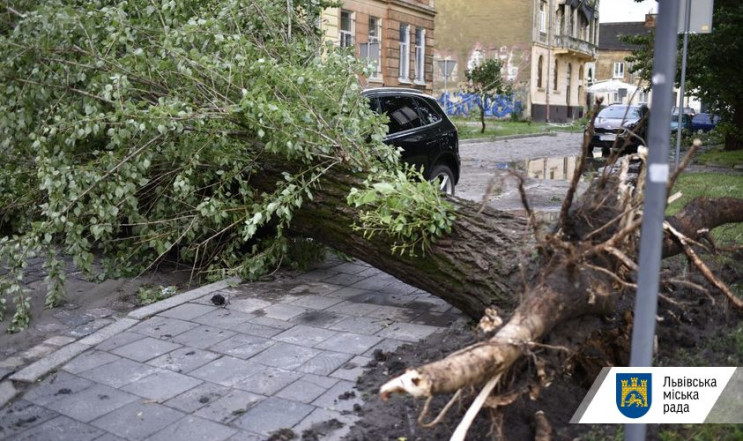 Вітер у Львові повалив 15 дерев і пошкод…