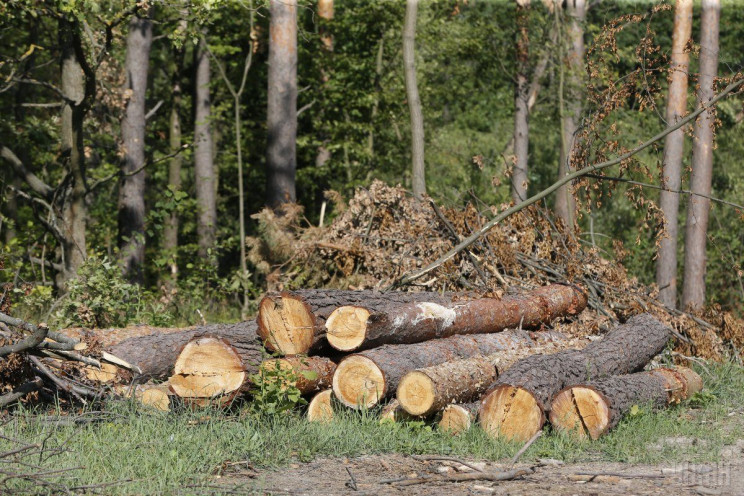 Пенсіонер на Тернопільщині вирубав дерев…