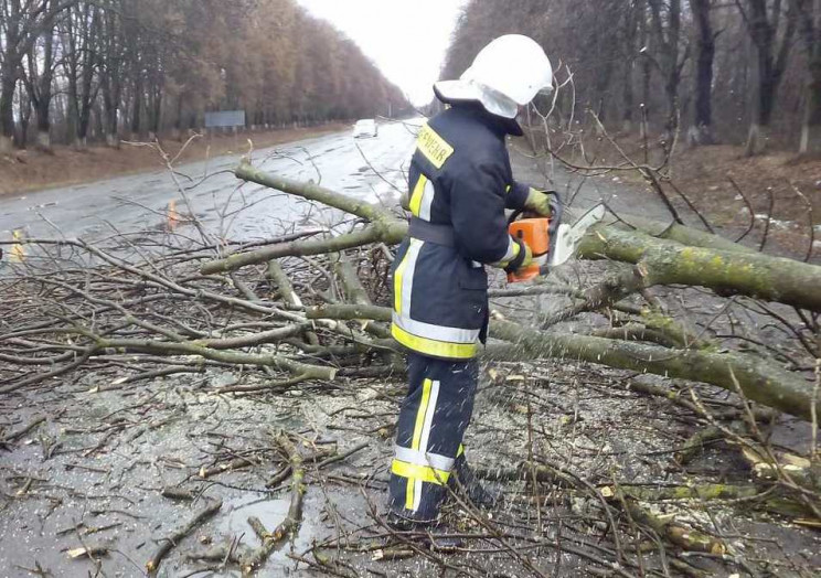 На Вінниччині ще одне дерево вбило людин…