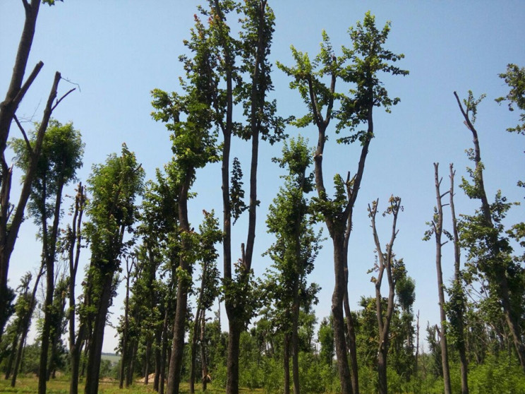 У Кропивницькому відбудеться судове засі…