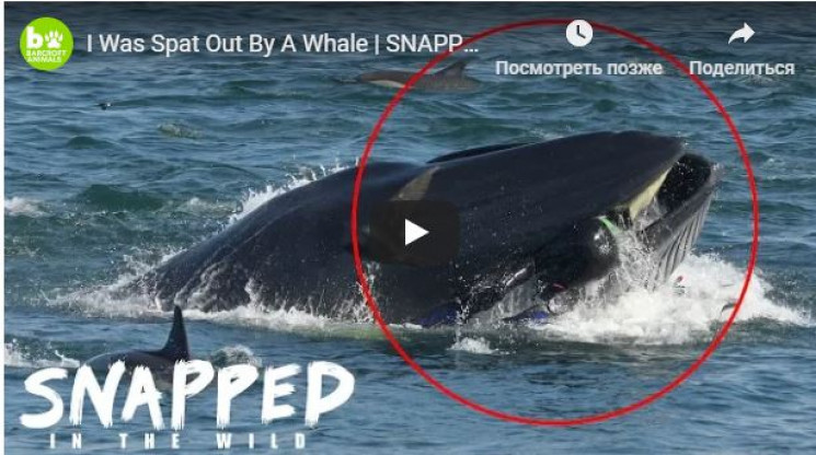 В ЮАР кит проглотил и выплюнул дайвера…