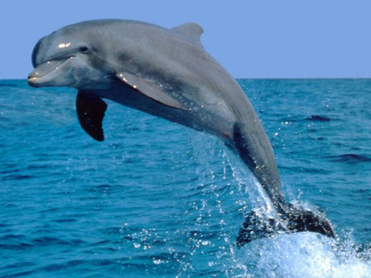 На запорожском курорте играют дельфины…