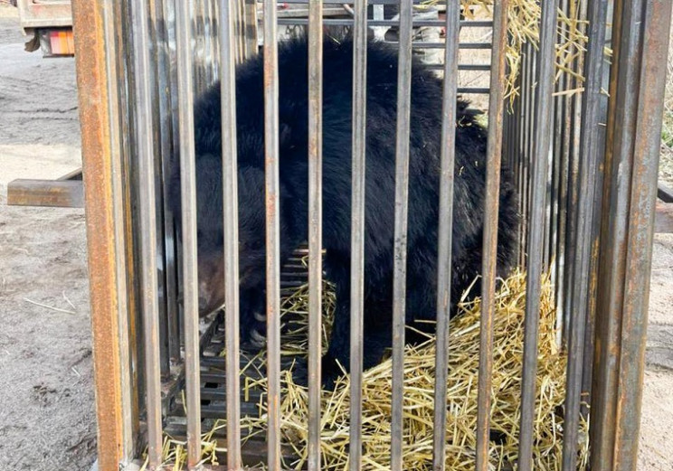 Київських ведмедів евакуювали до Львова…