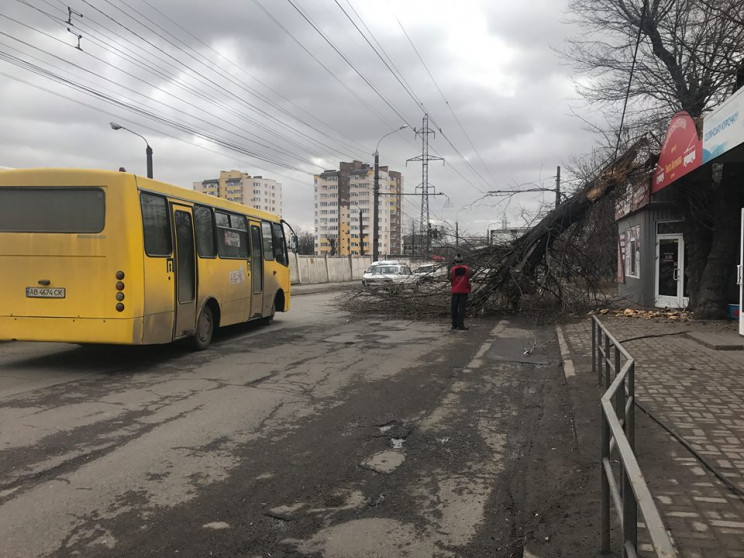 Деревопад у Вінниці: На вулиці Антонова…