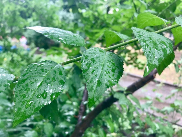 Знову дощі: 26 липня у Полтаві знову буд…